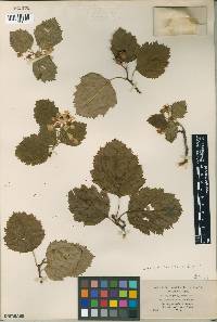 Crataegus exclusa image