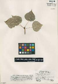 Media resource of Populus x dutillyi