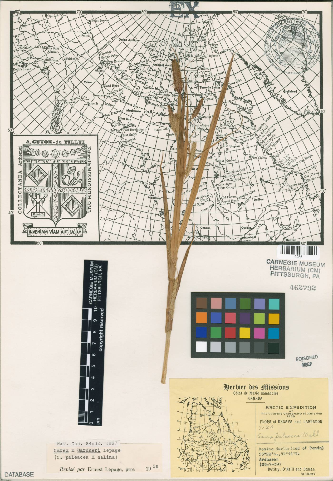 Carex paleacea image