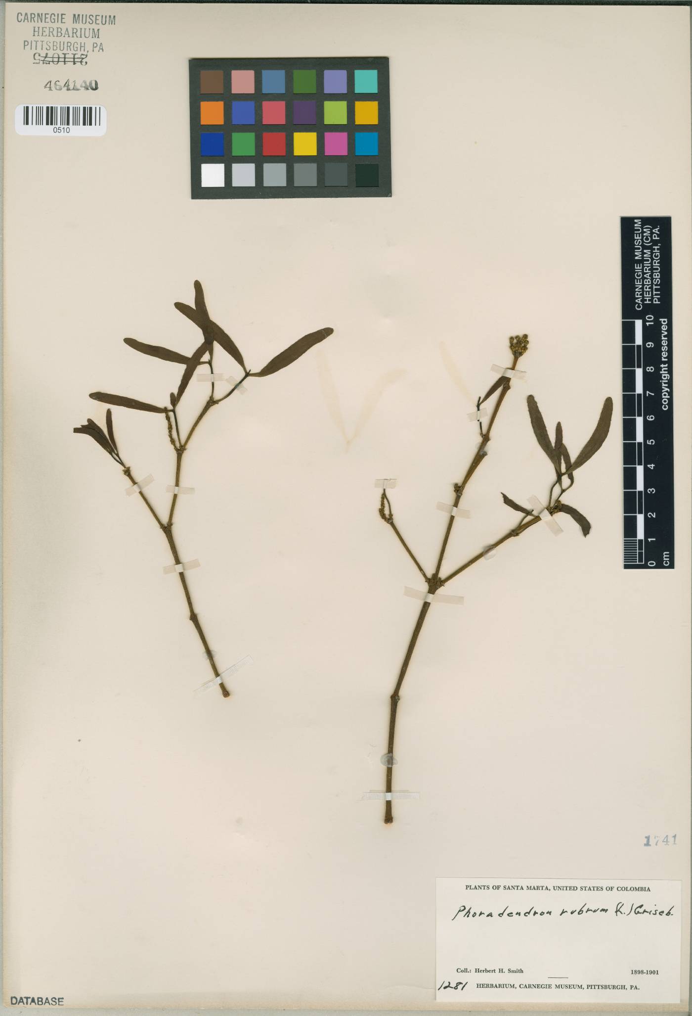 Phoradendron exiguum image