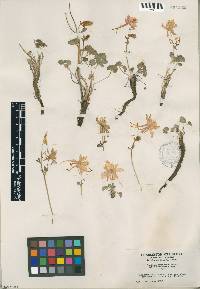 Aquilegia scopulorum subsp. perplexans image