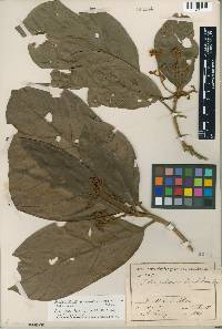 Pleurothyrium palmanum image