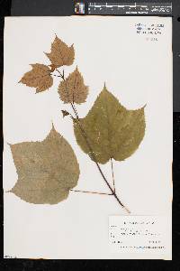 Acer pensylvanicum image