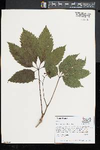 Parthenocissus inserta image