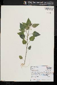 Solanum ptychanthum image