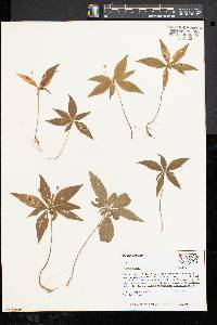 Trientalis borealis image