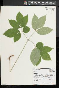 Aralia nudicaulis image