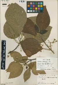 Guettarda roupaliifolia image