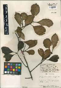 Crataegus calvescens image