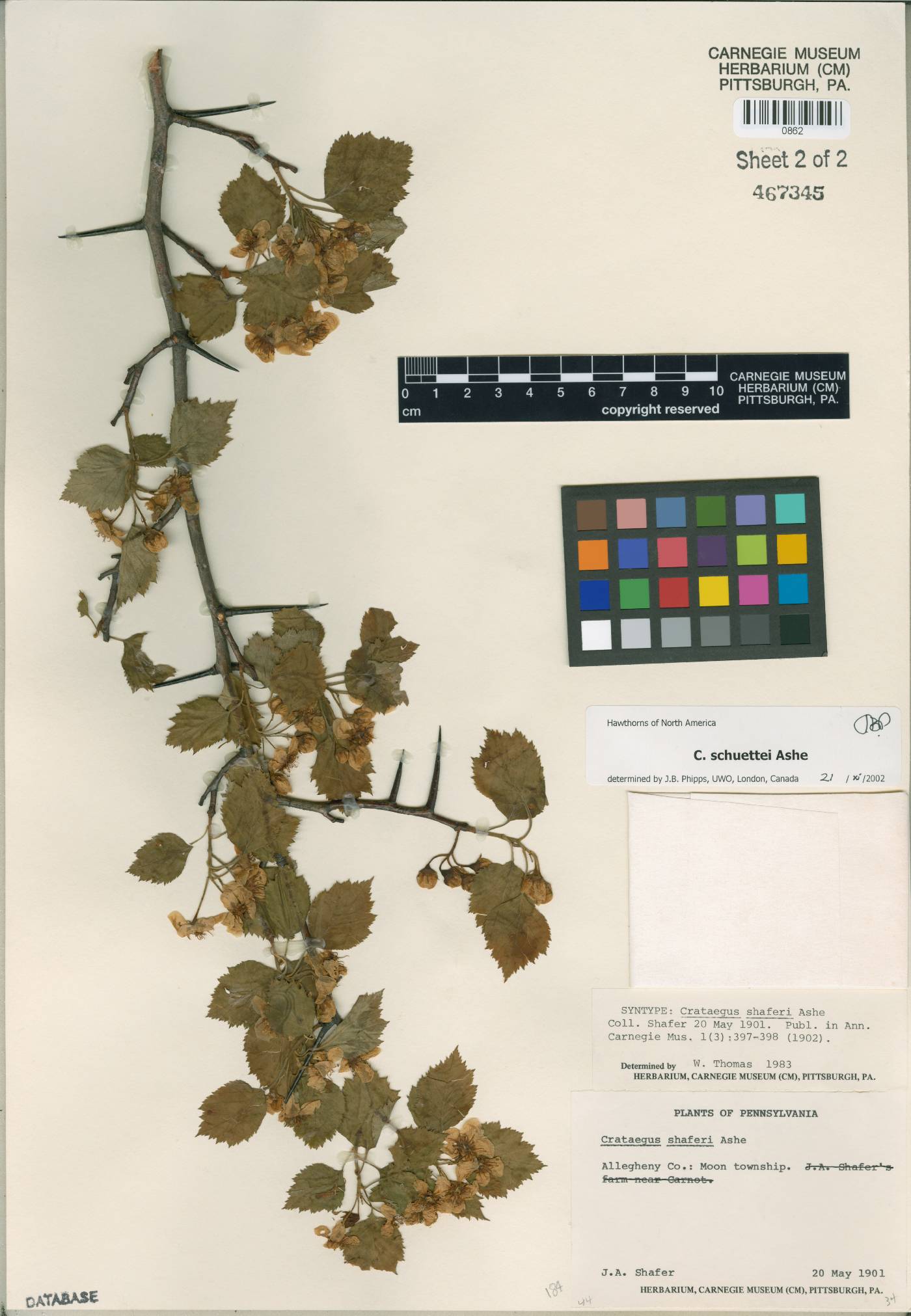 Crataegus schuettei image