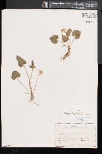 Viola palmata image