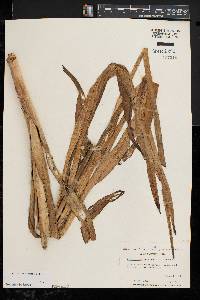 Stenanthium gramineum image