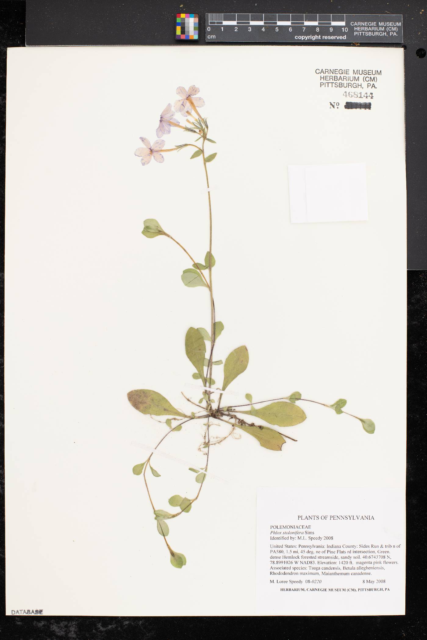 Phlox stolonifera image