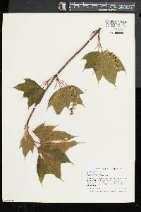 Acer pensylvanicum image