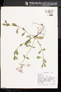 Phlox stolonifera image