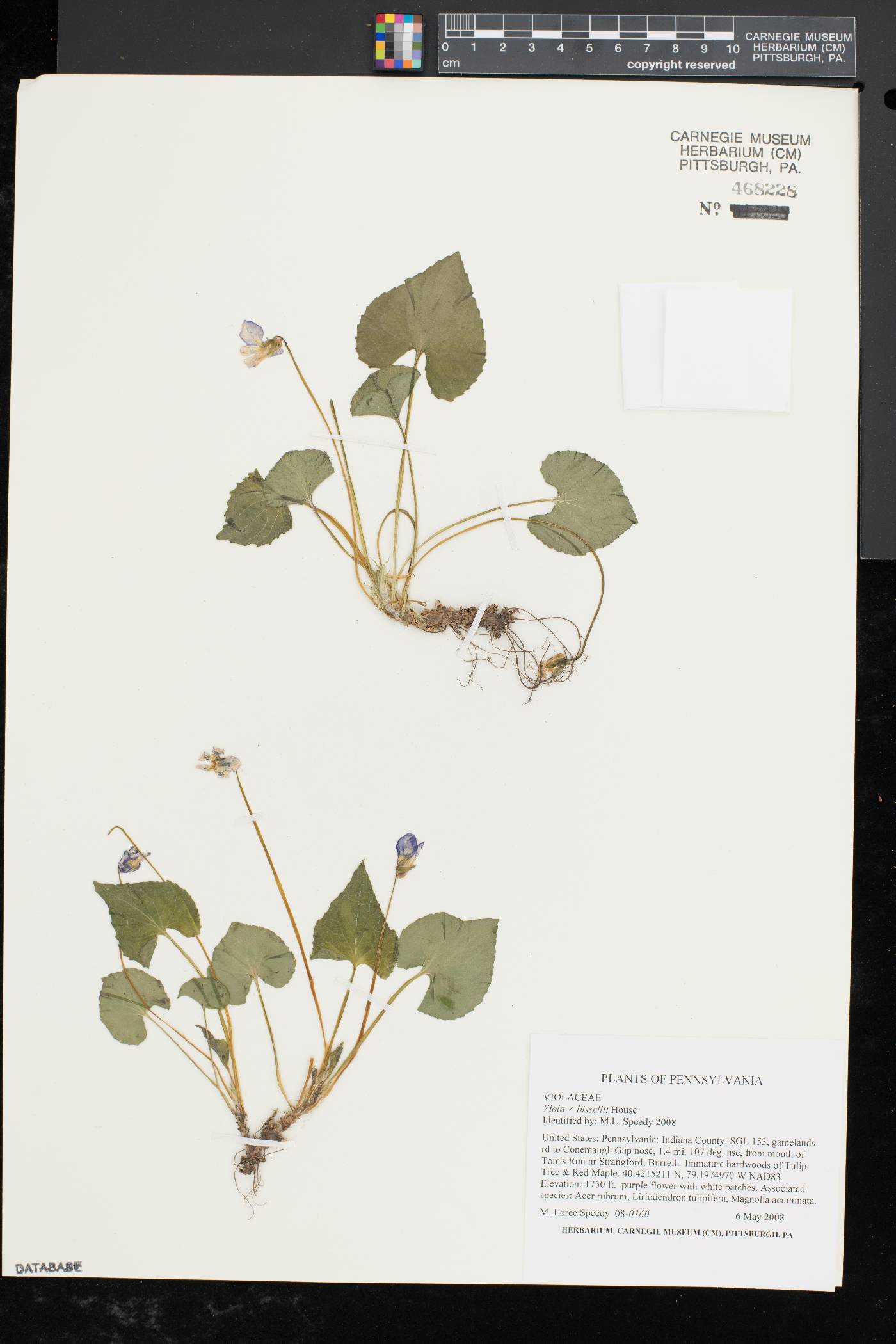 Viola bissellii image