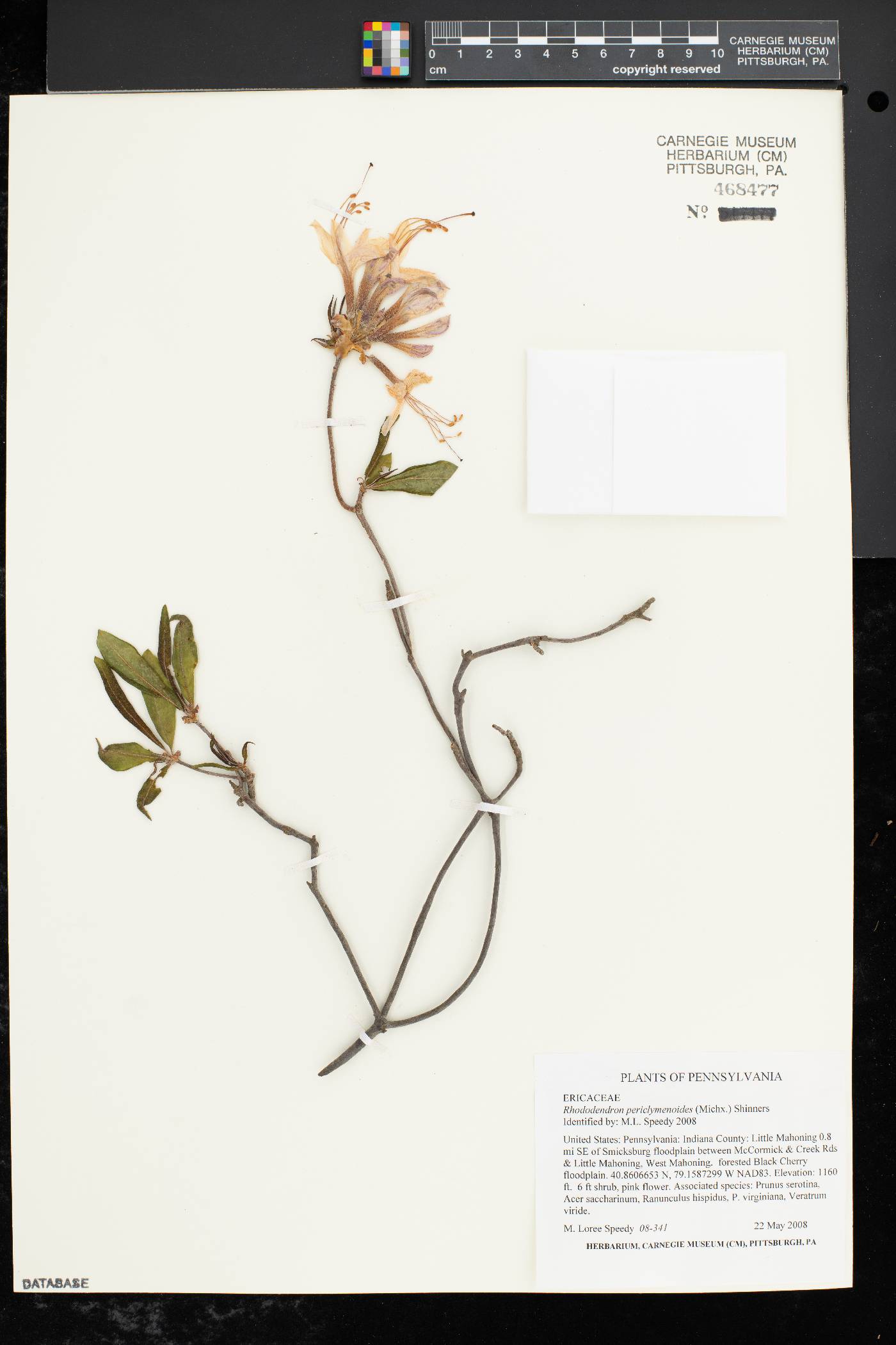 Rhododendron periclymenoides image