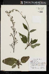 Scrophularia lanceolata image