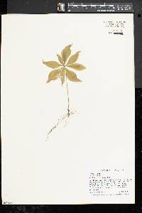 Trientalis borealis image