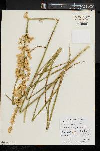 Stenanthium gramineum image