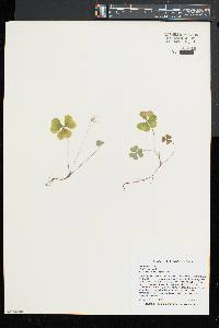 Oxalis montana image