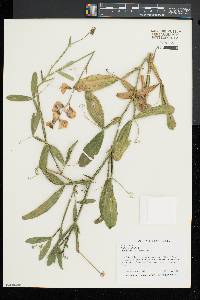 Lathyrus latifolius image