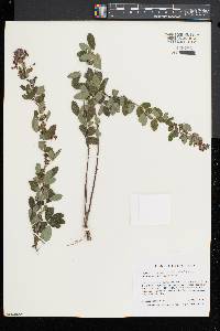 Lespedeza intermedia image