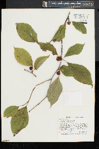 Ilex montana image