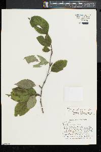 Ilex montana image