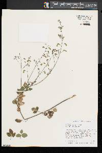 Desmodium marilandicum image