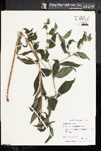 Lithospermum latifolium image