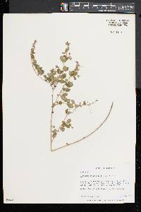 Lespedeza intermedia image