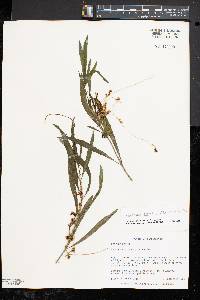 Cuscuta gronovii image