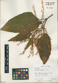 Fallopia sachalinensis image