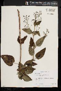 Scrophularia marilandica image