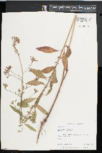 Oenothera gaura image