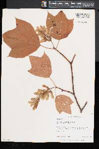 Acer pensylvanicum image