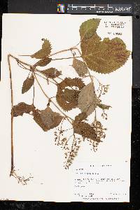 Collinsonia canadensis image