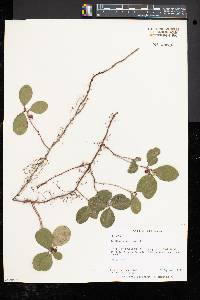 Gaultheria procumbens image