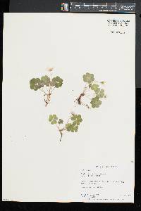 Oxalis montana image