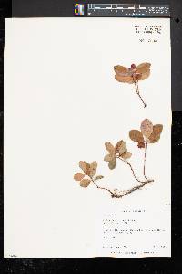 Gaultheria procumbens image