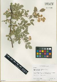 Rosa multiflora image