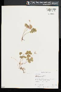 Oxalis montana image