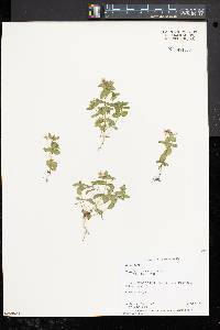 Lysimachia arvensis image