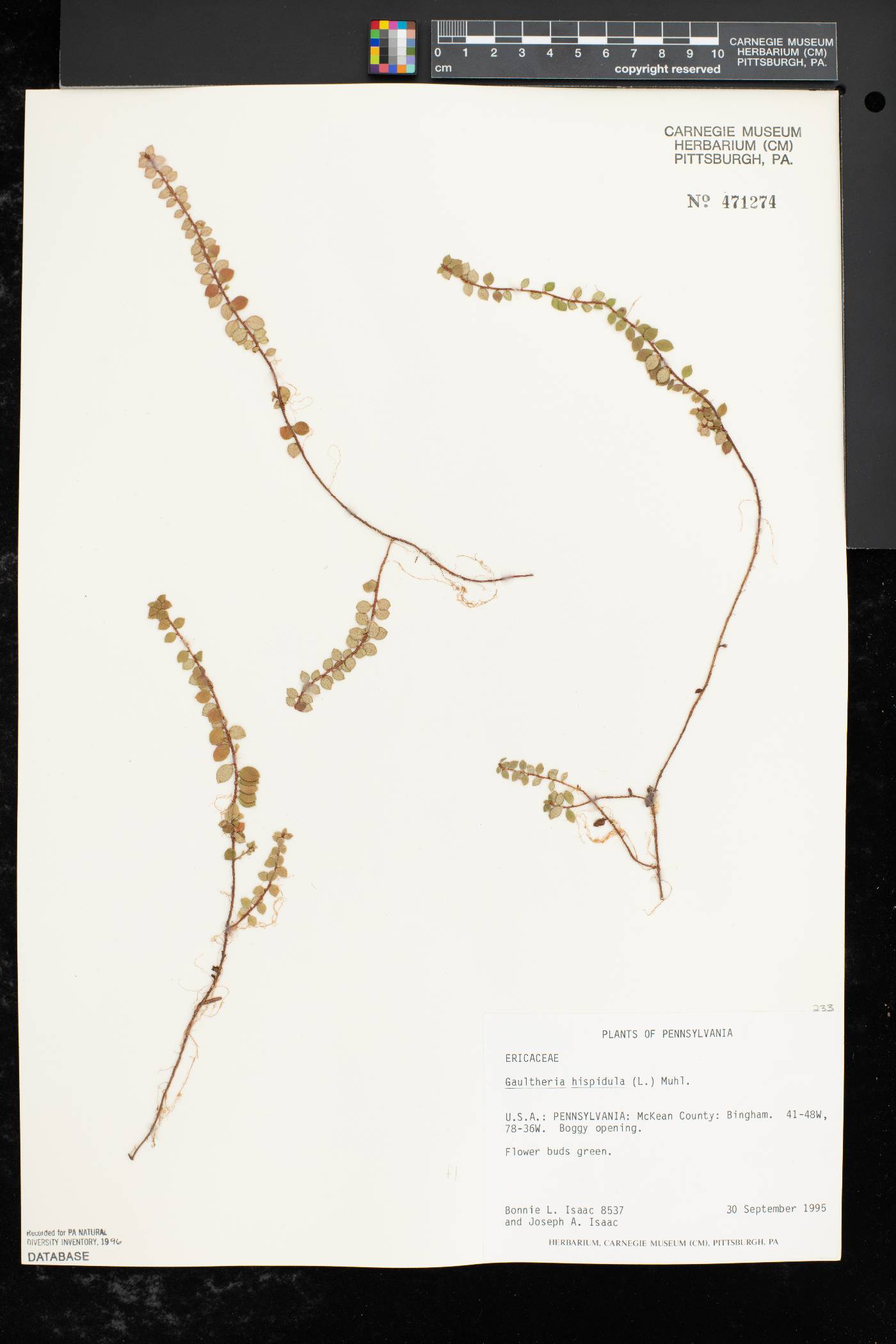 Gaultheria hispidula image