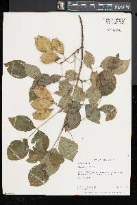 Staphylea trifolia image