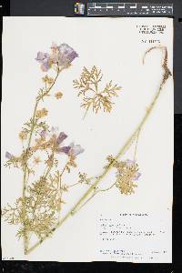 Malva moschata image