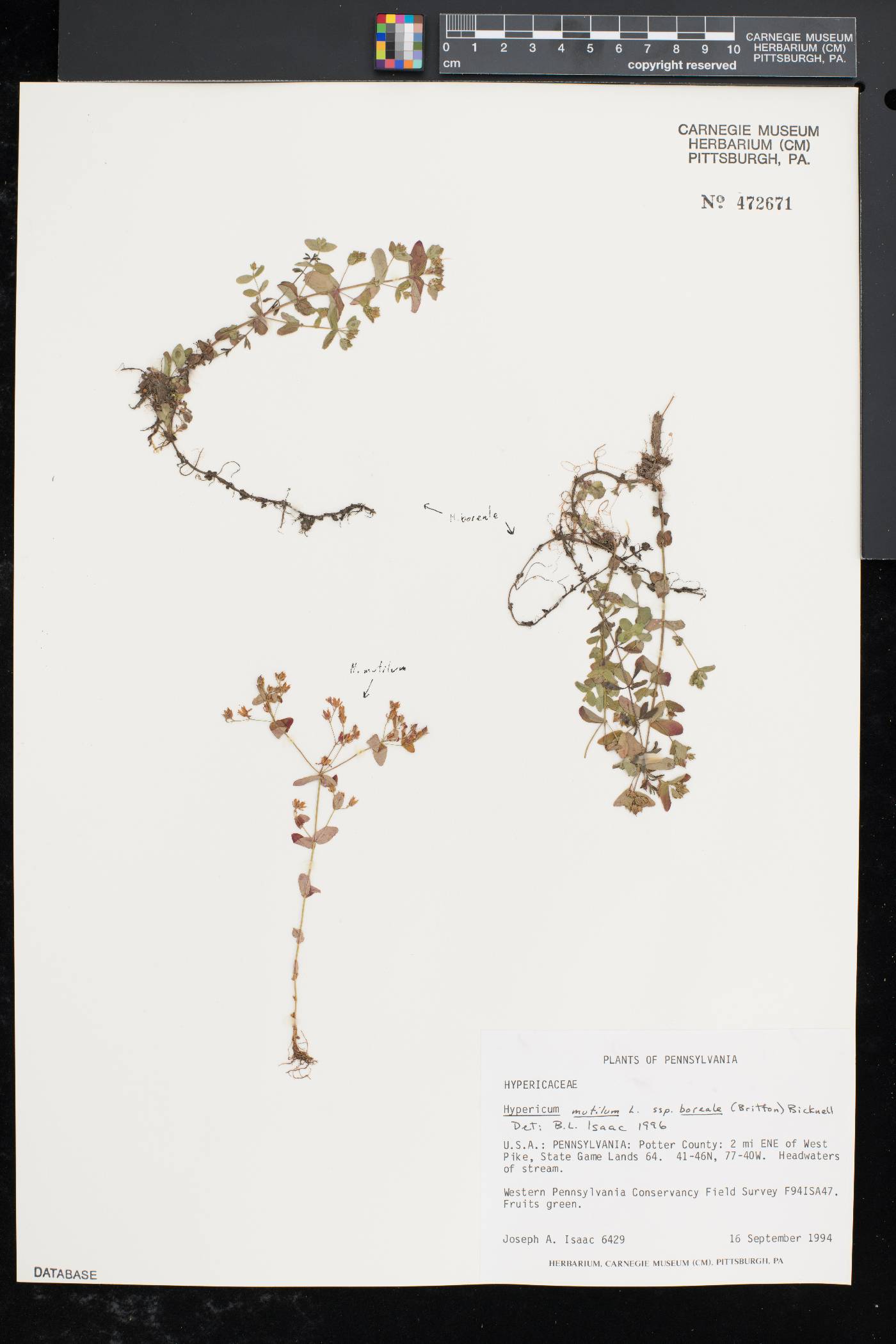 Hypericum mutilum subsp. boreale image