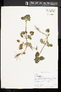 Lamium purpureum image