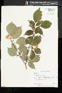 Cornus alternifolia image